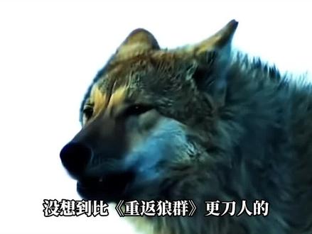一场跨越千里的归途,一段双向奔赴的深情,少女李微漪救下狼崽格林,用陪伴与坚守对抗万难,见证小狼从懵懂幼崽成长为草原狼王,诠释生命平等与自由真谛。#重返狼群 #李微漪 #李微漪和格林的故事 #人与自然 #好书分享