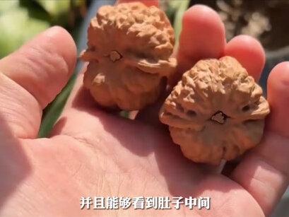 文玩核桃品种大全_文玩核桃品种大全介绍_小众文玩核桃品种大全-抖音