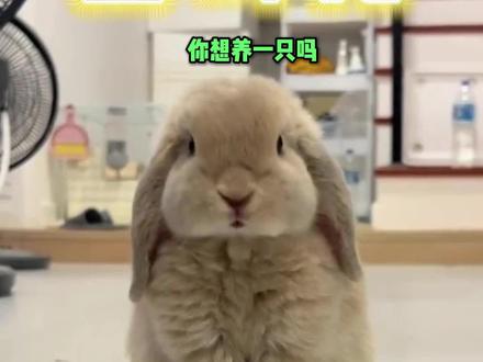 这么可爱的垂耳兔,你想养一直吗#我的养宠日常 #萌宠出道计划