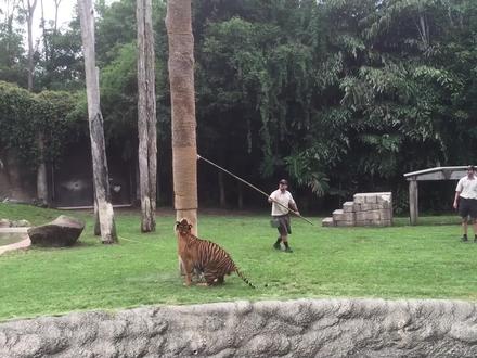 幼年超成年,老虎主动“雪藏”这项技能 #动物世界