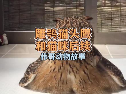 猫头鹰转头270度,为什么猫头鹰不适合养在家里?国外救助演示!