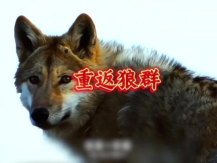 狼王格林告诉我们,真正的爱是放手让它回归天性#你重返狼群吧 #野生动物保护 #狼王格林