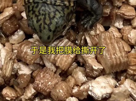 66天的虎纹苗出来了