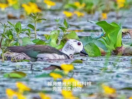 西昌邛海湿地公园生活的棉凫。#动物鸟世界 #鸟类实拍