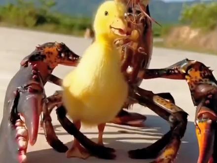 儿歌多多100首0到3岁宝宝早教儿歌100首联播《小兔子乖乖》《拔萝卜》《小兔蹦蹦跳》《宝贝宝贝》《数鸭子》《小毛驴》《宝宝睡觉》《小鸭子嘎嘎嘎》《小手拍拍》《小猫怎么叫》《小羊怎么叫》《宝宝学说话》《小狗汪汪叫》《冰糖葫芦》《蜗牛与黄鹂鸟》《小动物叫声》《山上有老虎》 《小鸭子嘎嘎嘎》《世上只有妈妈好》#0到3岁早教儿歌 #儿歌 #启蒙早教 #儿歌100首最火 #宝宝儿歌 宝宝早教儿歌 1-3岁儿歌100首最火 幼儿儿歌舞蹈 1-3岁宝宝儿歌100首最火 0-3岁儿歌100