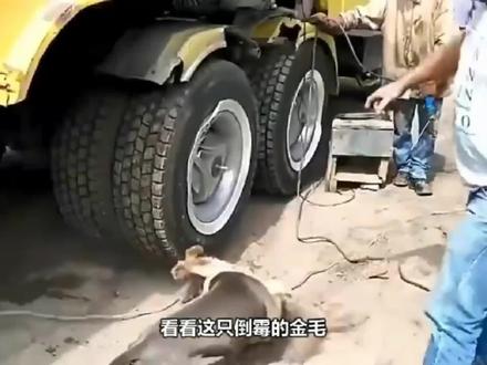 比特犬vs野狼,比特犬与野狼到底谁厉害?比特被狼压服!