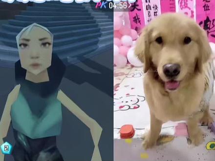 小鸡毛晚安#瓦瓦 #瓦瓦直播