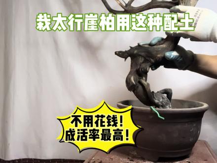 精品太行崖柏下山桩上盆,用这种配土成活率最高!赶紧看看 #盆景制作 #盆景下山桩 #松柏盆景 #真柏盆景 #崖柏知识 #崖柏 #园艺 #花卉盆栽绿植 #养花小知识