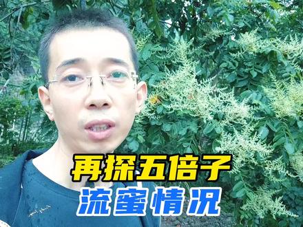 五倍子花满树满树开,养蜂人望花兴吧为哪般?不懂原理全白干 #新农人计划2022 #来抖音学农技 #蜜蜂养殖技术 #五倍子蜜