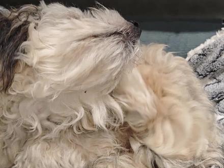 狗狗莫名抓挠啃脚,用这个做好日常清洁,小小一瓶缓解养宠烦恼#宠物皮肤喷剂 #萌宠好物 #养狗经验分享 #狗狗护理 #迪思呗