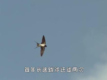为什么燕子每年都要迁徙?(2/2)#冷知识 #涨知识 #燕子 #燕子南飞