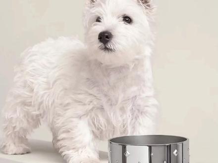 爱马仕新品不锈钢狗盆,售价超2万元 #爱马仕