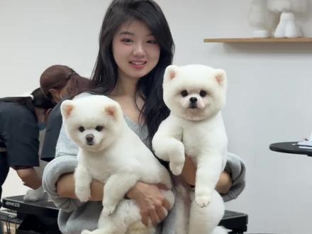 老年博美修俊介装 #宠物美容造型 #宠物洗澡 #宠物造型 #老年犬修毛