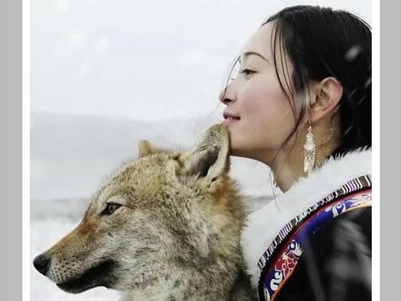 《重返狼群》格林的结局没能变成童话,后来它成为了狼王,却再也无法靠近妈妈 #重返狼群 #格林 #李微漪 #纪录片 #催泪