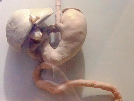 食物消化过程
#标本 #科普 #博物馆