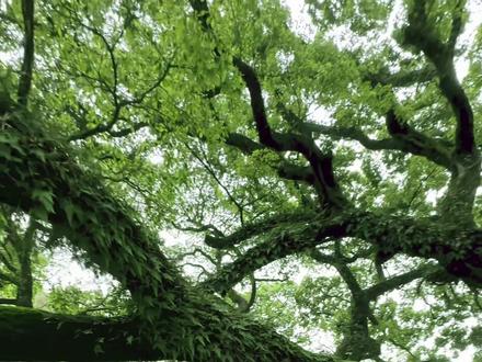 这些树不能砍,你知道吗? #树 #保护植物 #科普 #涨知识