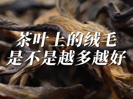 茶叶上的绒毛是不是越多茶叶越好 #今天你喝茶了吗 #茶生活 #茶知识 #茶叶 #膏雨茶