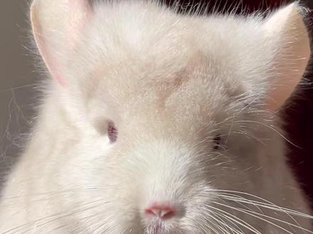 小汽水回来啦😂#萌宠 #龙猫 #萌宠出道计划