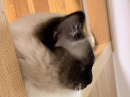 元宝是暹罗?是布偶?元宝大姨来揭秘!#布偶猫 #重点色布偶