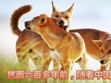这哪里是澳洲野犬,这就是我们的大黄啊!这哪是澳洲野猫,这就是我们的狸花猫啊!这哪是澳洲野牛,这就是我们的大水牛啊!这哪是澳洲野驴,这就是我们生产队拉磨的驴啊!这哪是澳洲野鹅,这就是我们村头的大鹅啊!他们都在,他们的主人去哪了?他们那么努力的活着,全部泛滥成灾,到底是简单的外来物种入侵,还是为自己的主人复仇?一种无声的抗议呢?那些不承认澳洲野狗是田园犬的人,到底是出于什么目的?连澳洲自己都承认,现在的野犬是为了遏制消灭袋鼠,与亚洲土犬杂交的犬种,他们为什么要扯到一万年以前的野犬身上?他们究竟要掩盖什么?如果田园犬能掩盖,那水牛,大鹅,狸花猫,驴又怎么解释?#澳洲野狗#澳洲野犬血统 #澳洲野猫#澳洲野狗是中华田园犬吗 #澳洲野狗是怎么来的