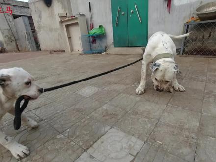 三马为了还债要卖诺基父女,铁粉们坚决不同意,看三马最后咋选择 #加纳利 #猛犬 #猎犬