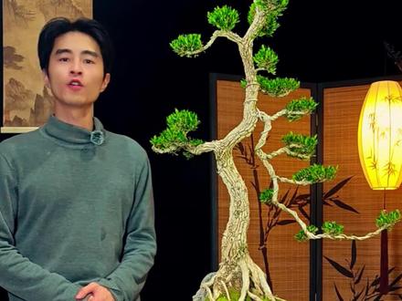 广东皱皮雀舌黄杨,源头基地精品好货,有喜欢的都可以来看一看 #精品黄杨盆景 #黄杨 #盆景 #绿植#经典盆景