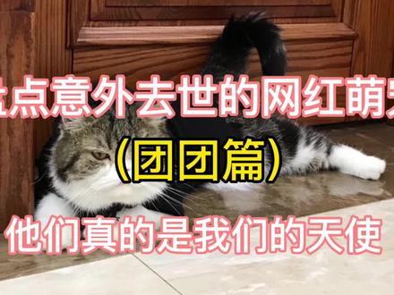 盘点意外去世的网红萌宠—《团团篇》,它真的是我们的天使。 #萌宠 #网红 #愿望虫团团 #团团猫咪 #愿望虫