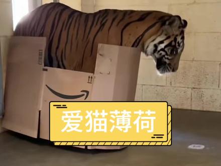 老虎也喜欢猫薄荷 #神奇动物在抖音 #搞笑配音