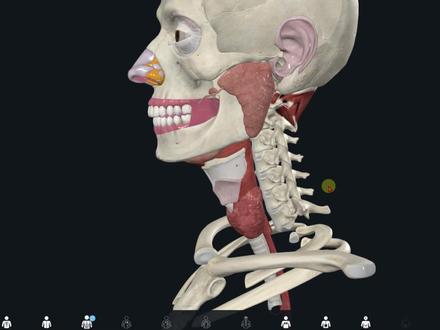 3D演示喉的软骨 #解剖学 #医学生 #喉 #耳鼻喉 #康复 #理疗 #甲状软骨 #喉结 #医学科普