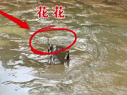 一口荒废的鱼塘,今天抽水抓鱼,抽完水后想不到辣条又大又多 #三农流量扶持计划 #鱼塘抓鱼#蛇#辣条