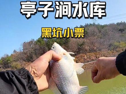 好久没玩黑坑了,其实就是为了跟大师们学习一下钓技#钓鱼人 #钓鱼 #野外垂钓 #猛攻 #化氏钓具
