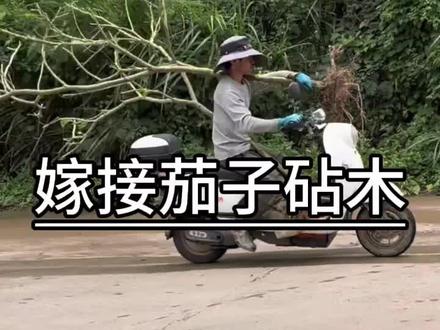 今天野外挖了两棵大宝贝,嫁接茄子的砧木托鲁巴姆树,又叫水茄#茄子 #创作者中心 #创作灵感 #菜园