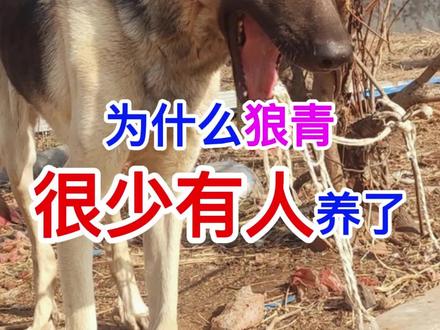 为什么狼青很少有人养了#狼青 #狗狗 #狗狗日常