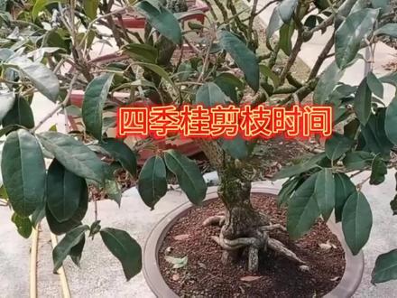 家养的四季桂要想看花应该在什么时候修剪 #四季桂剪枝时间