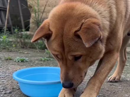 #AI放鞭炮炸铁盆 #随变ai随便玩 #随变放炮炸出一个小可爱 #我家的狗旺财也很拽