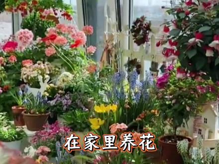 在家里养花,施肥很重要#种植小技巧 #豆粕有机肥