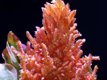 记录鸡冠花开花过程#植物生长过程 #盆栽绿植 #阳台种植 #花卉绿植 #小兜兜的菜园子