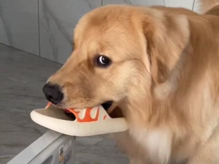 狗狗咬鞋子叼袜子,是太爱你了哟#养宠进阶指南