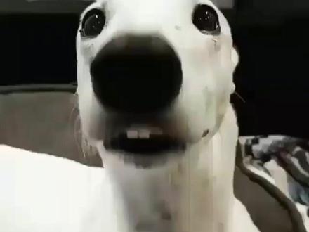 震撼首发啊,孤雌繁殖真的存在!#孤雌繁殖 #震惊 #母体