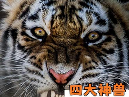 黄河那么急你虎哥套个麻袋就跳下去了(不是这个虎 #科普 #老虎 #压迫感 #四大神兽 #老虎的力量有多大