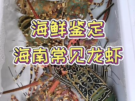 海南市场常见龙虾#海鲜鉴定#正确物种名#抖音动物图鉴 @抖音自然 #抖音热门 @DOU+小助手