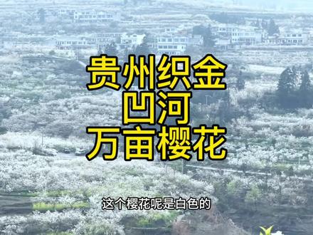 2026年贵州的花已经开了, 凹河万亩樱花花期接近尾声,接下来就是平坝万亩樱花,黄腊樱花,百里杜鹃的花期。#百里杜鹃 #平坝樱花 #黄腊樱花
