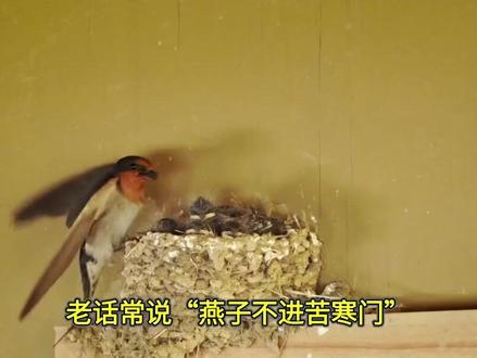 为何有的人家屋檐下有燕子筑巢,有的人家却没有?咋回事?