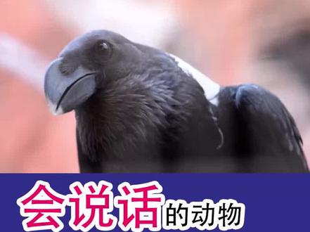 #学英语 #动物 #渡鸦 #搞笑 #模仿 @抖音小助手 #小动物