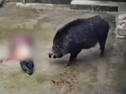 国家二级保护动物,国家抓住野猪它判了死刑吗?