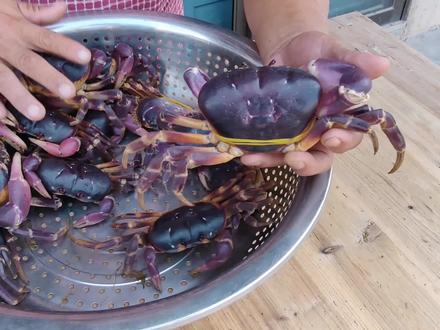 1200买4斤灵芝蟹,传说吃灵芝药材长大,先苦后甜味道太独特