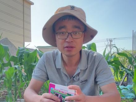 扁豆怎么播种出苗快生长好?#种植小技巧#种菜#我爱种菜#关注我一起学种菜 #家庭种植