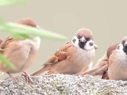 观察日记,如何生动地描写小动物#小学作文 #麻雀