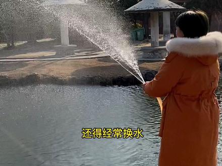 没有过滤,又想让水清澈,那我们需要这三个条件!#锦鲤鱼池