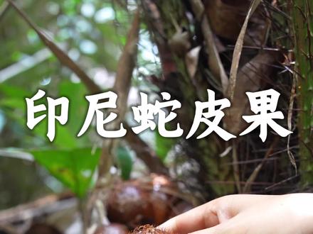 爪哇寻果记 来到印尼当然是要尝尝他们这里的蛇皮果了,这次还意外解锁了黄色蛇皮果。#植物科普#印尼蛇皮果#热带水果#抖音知识年终大赏 #2025年度宝藏生物